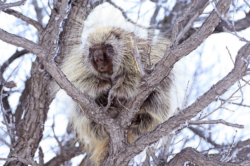 porcupine on top of a tree