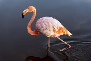 interesting facts on Flamingos