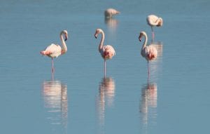 interesting facts about flamingos