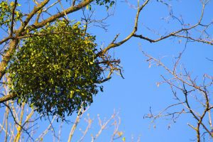 Mistletoe growing naturally from an oak tree host