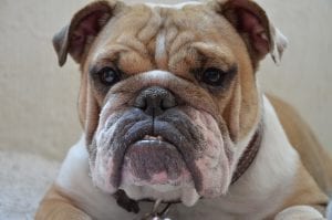 fun facts about british bulldog