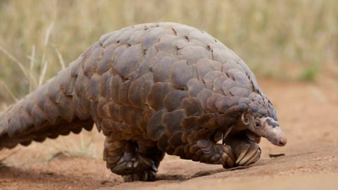 fun facts about pangolins