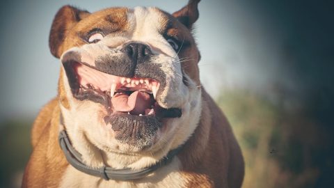 funny facts about british bulldogs