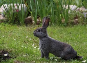 cute facts about rabbits