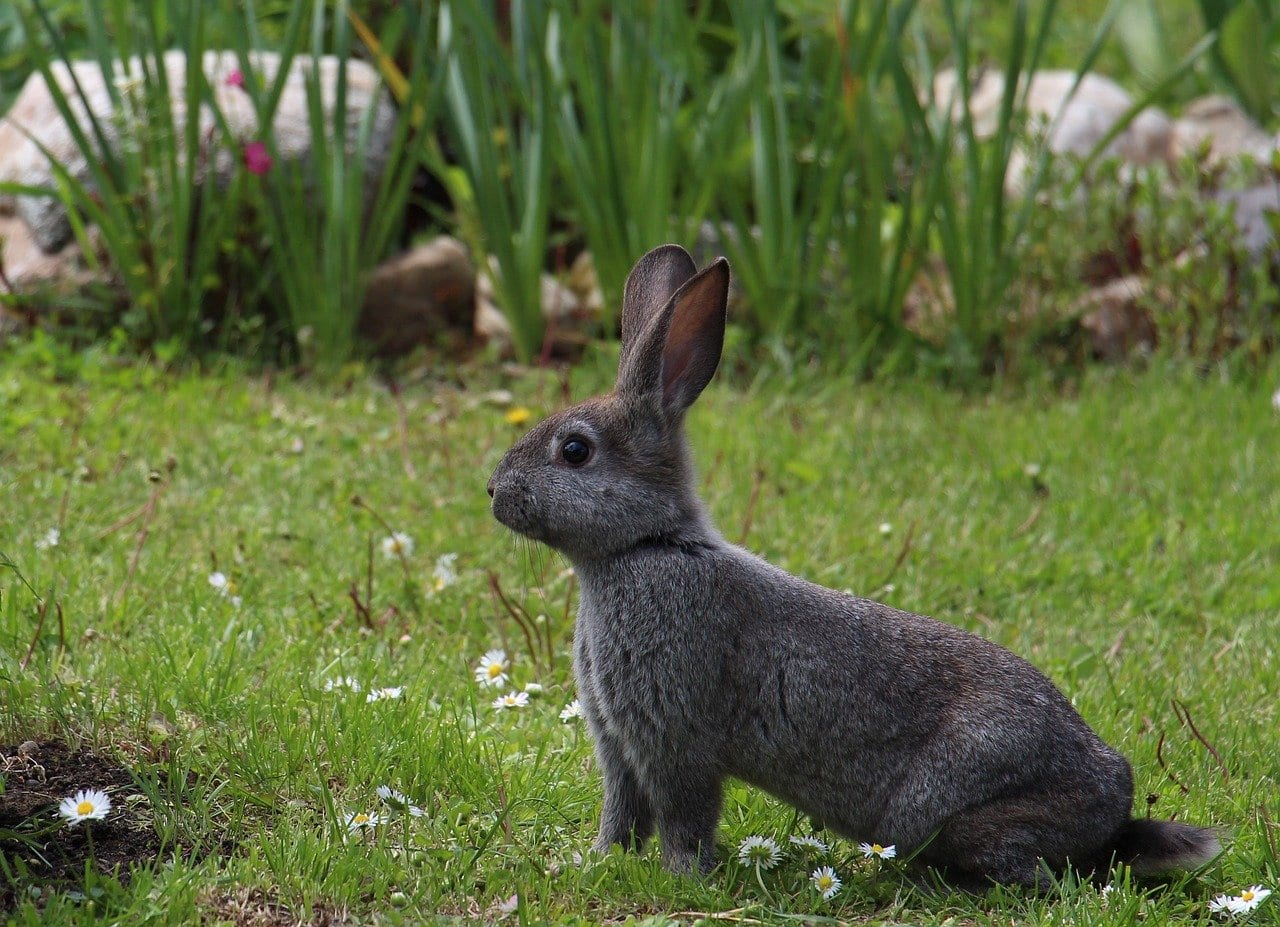 32 Remarkable Facts About Rabbits | Fact City