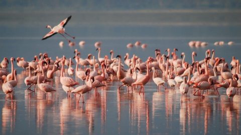 interesting facts about flamingos