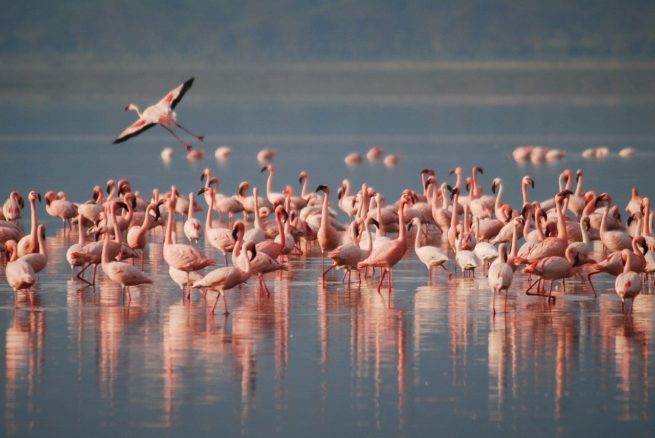 34 Flamboyant Facts About Flamingos