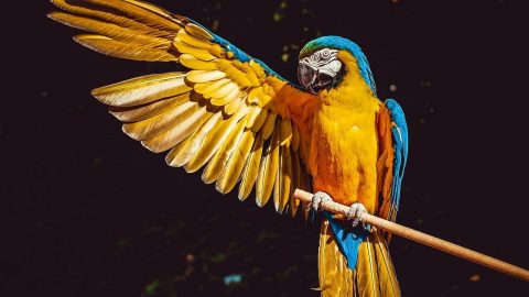 interesting facts about parrots