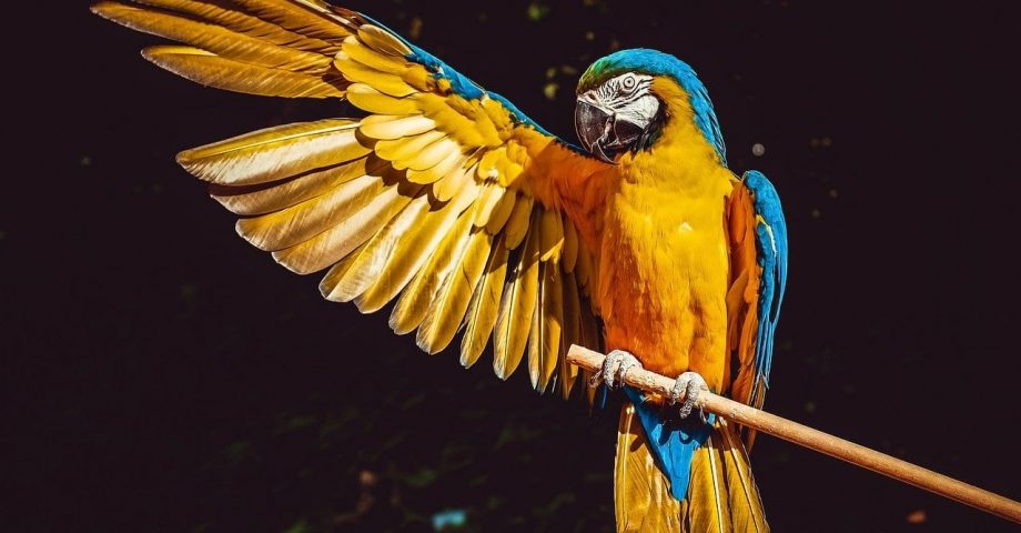 interesting facts about parrots