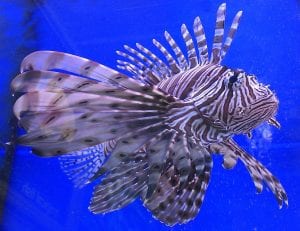 The Lion Fish - native only to the Indian Ocean