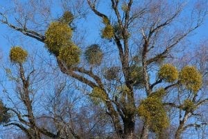 facts about mistletoe 