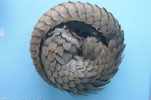 pangolin facts