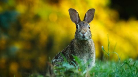 fun facts about rabbits