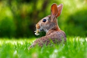 rabbit in a field with a daisy hanging from its mouth