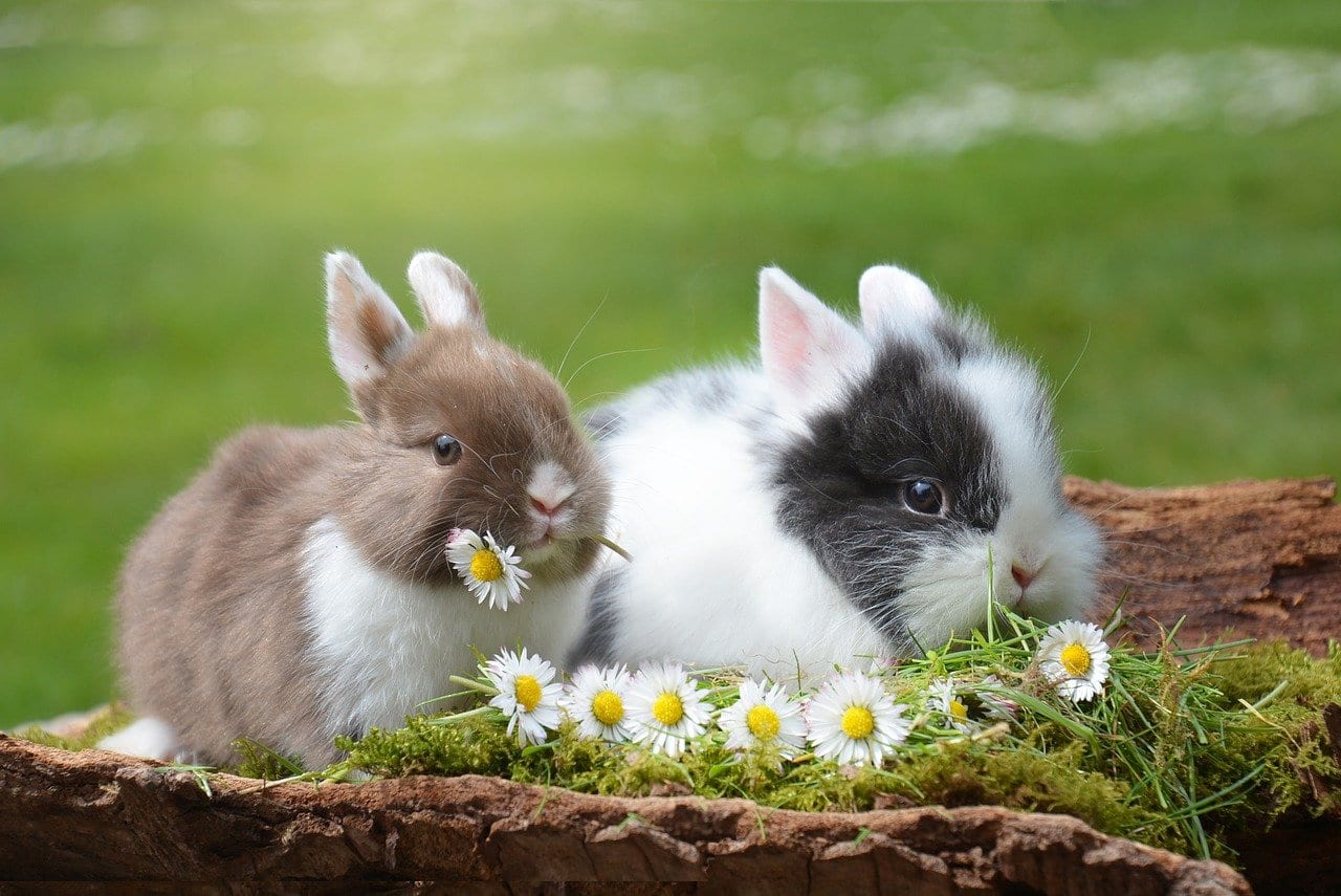 32 Remarkable Facts About Rabbits | Fact City