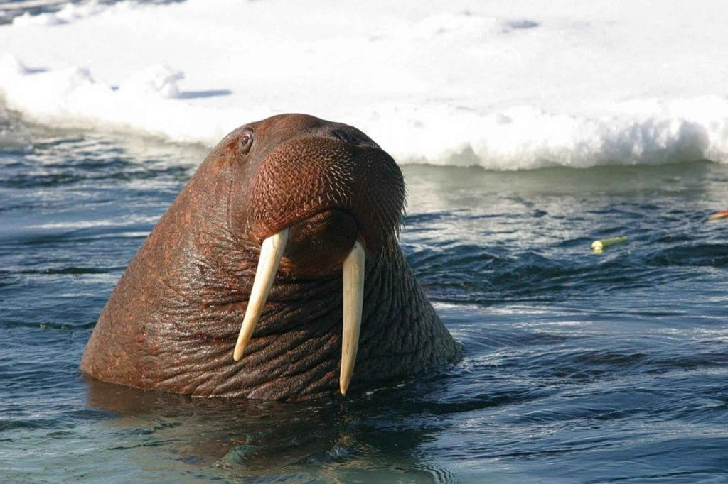 facts about walruses