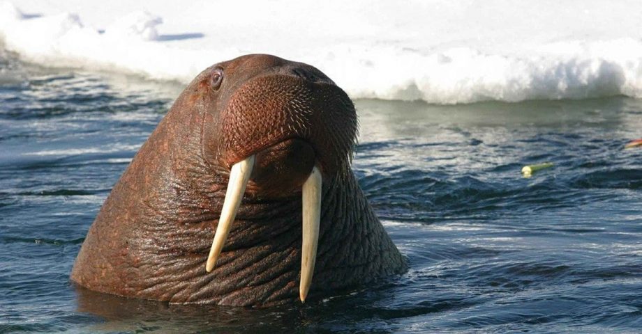 facts about walruses