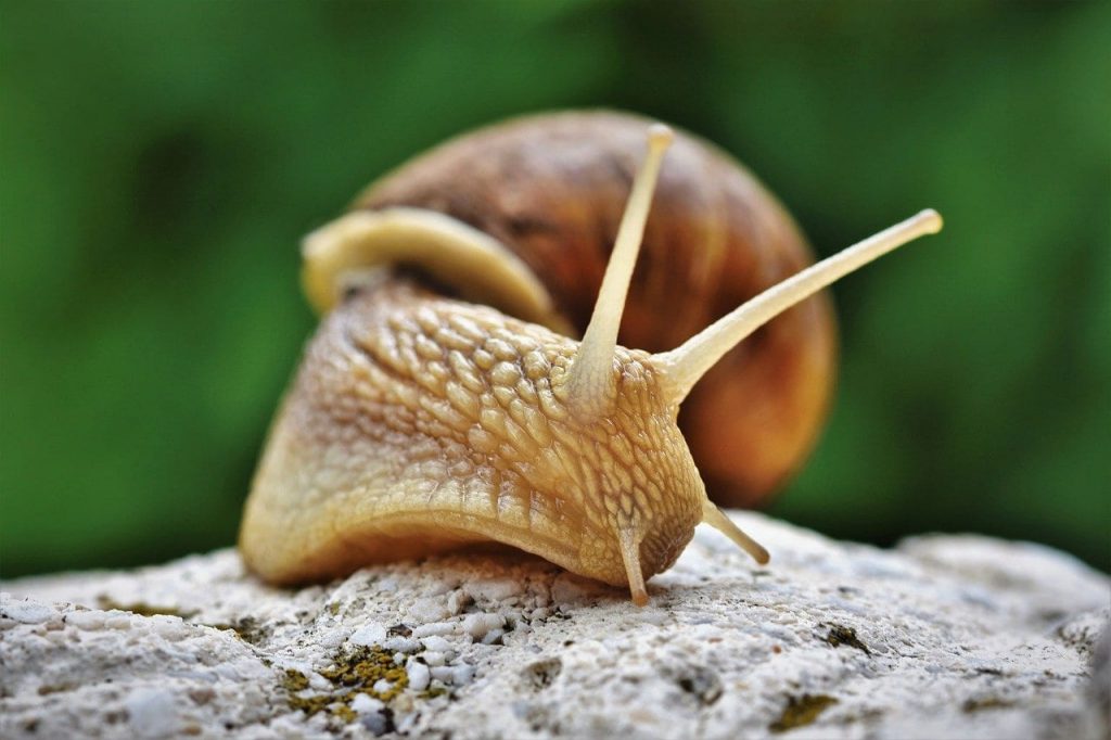 interesting facts about snails