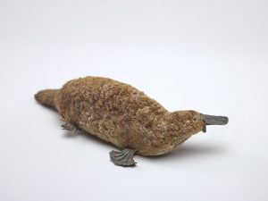 stuffed platypus taxidermy