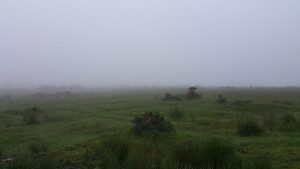 a foggy Bodmin Moor