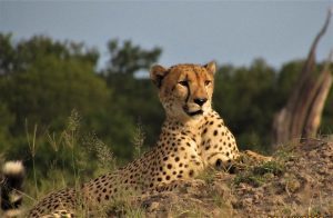 Cheetah in wildlife reserve, Zimbabwe