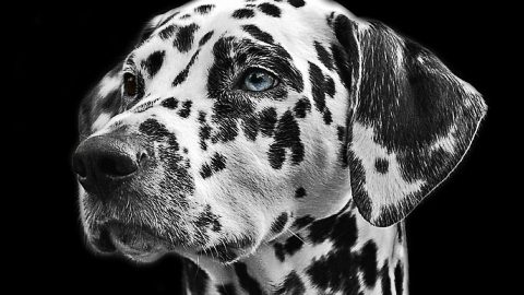 Dalmatian dog