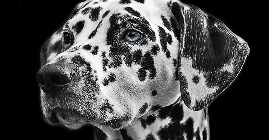 Dalmatian dog