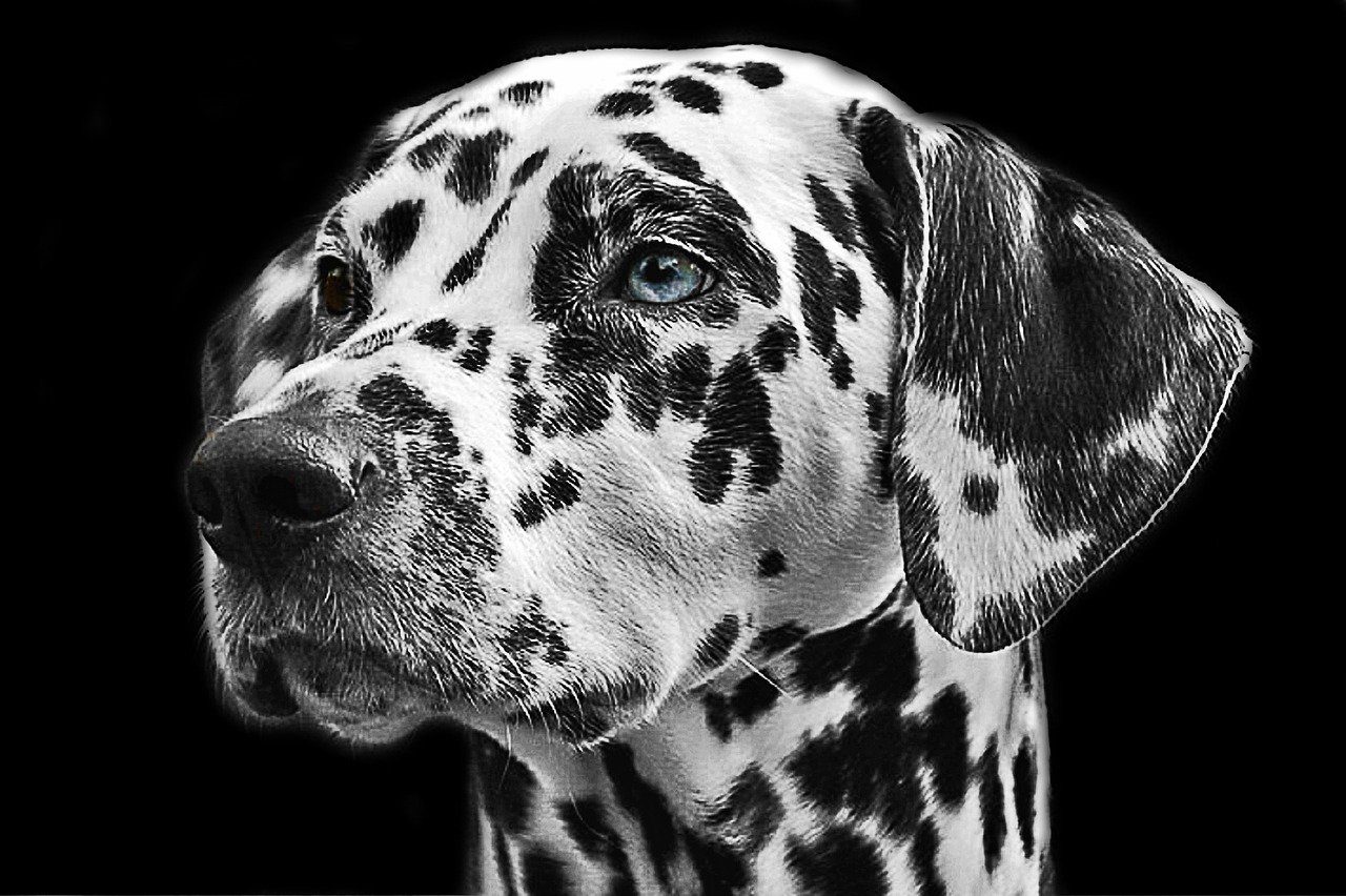 Dalmatian dog