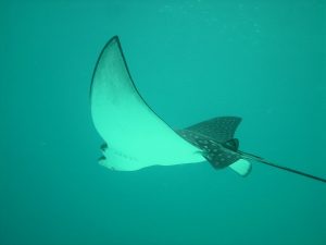 Eagle Ray