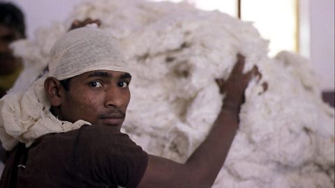 facts about cotton