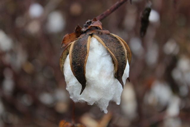 facts about cotton