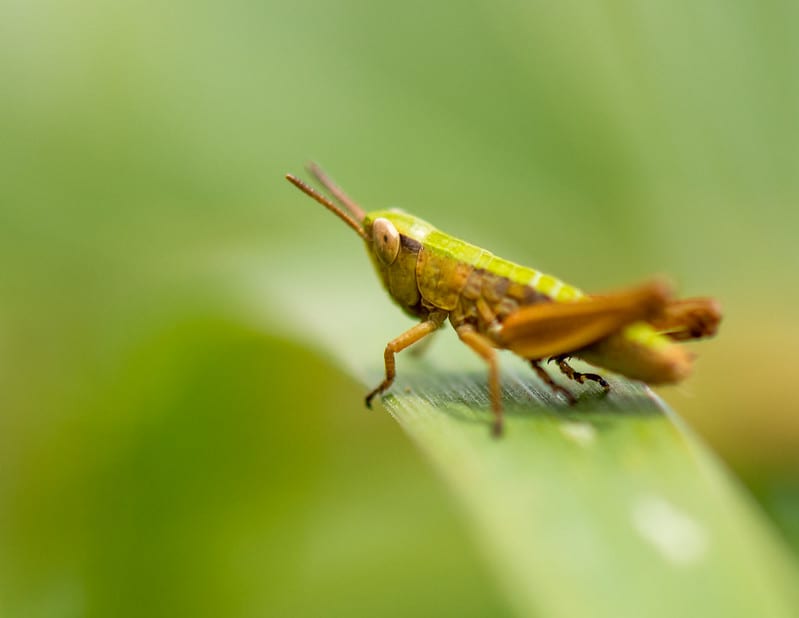 facts about grasshoppers 2