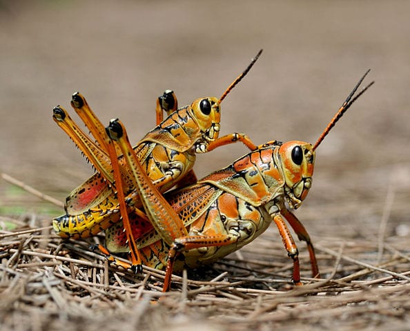 mating grasshoppers