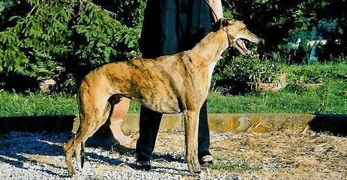 facts about greyhounds