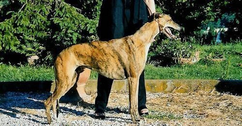 Facts about greyhounds