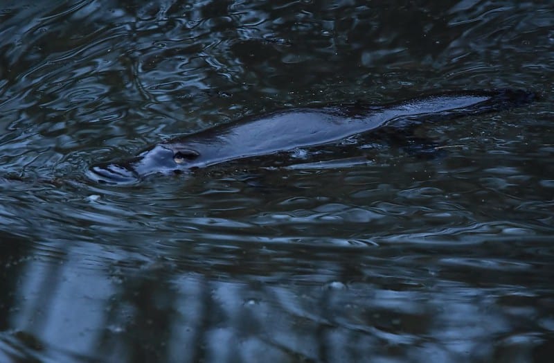 facts about platypuses