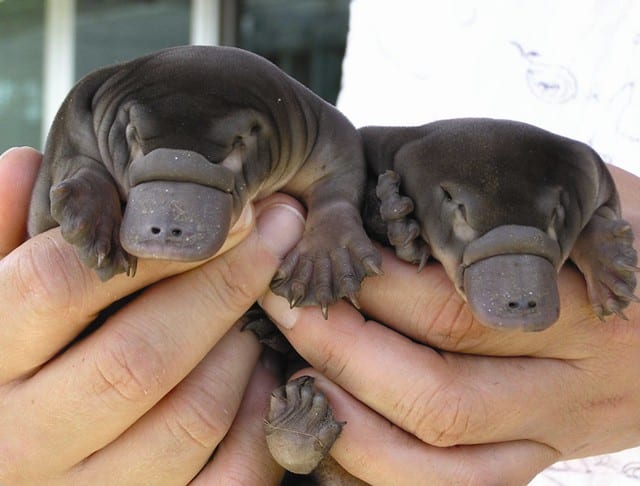 facts about platypuses