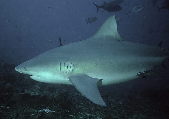 Bull shark