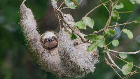 facts about sloths