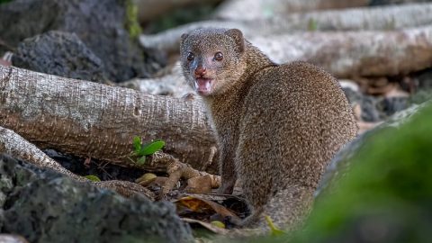 facts about the mongoose