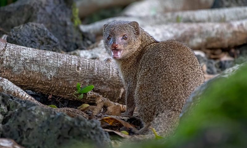 facts about the mongoose