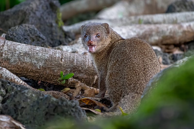 facts about the mongoose