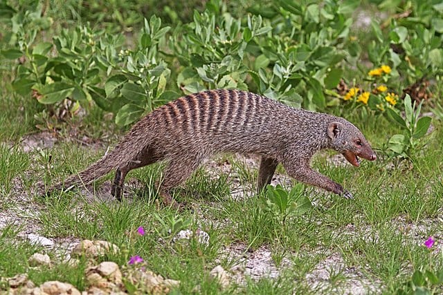 interesting facts about mongoose