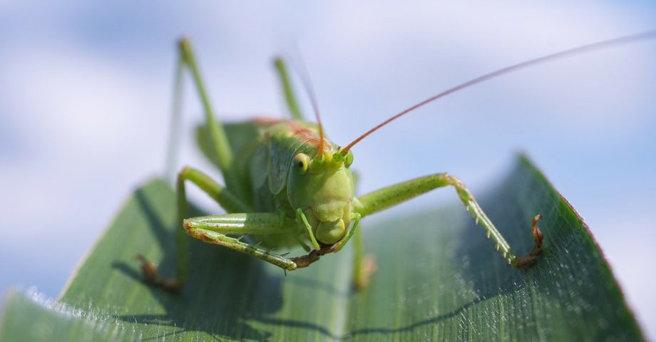 Head on view of a grasshopper