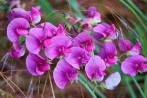 lathyrus latifolius 5275757 1280