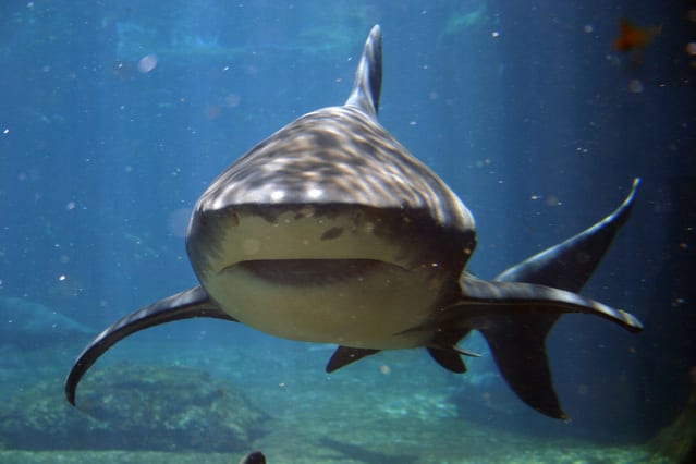 Tiger Shark