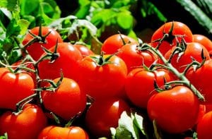 Home grown tomatoes on the vine