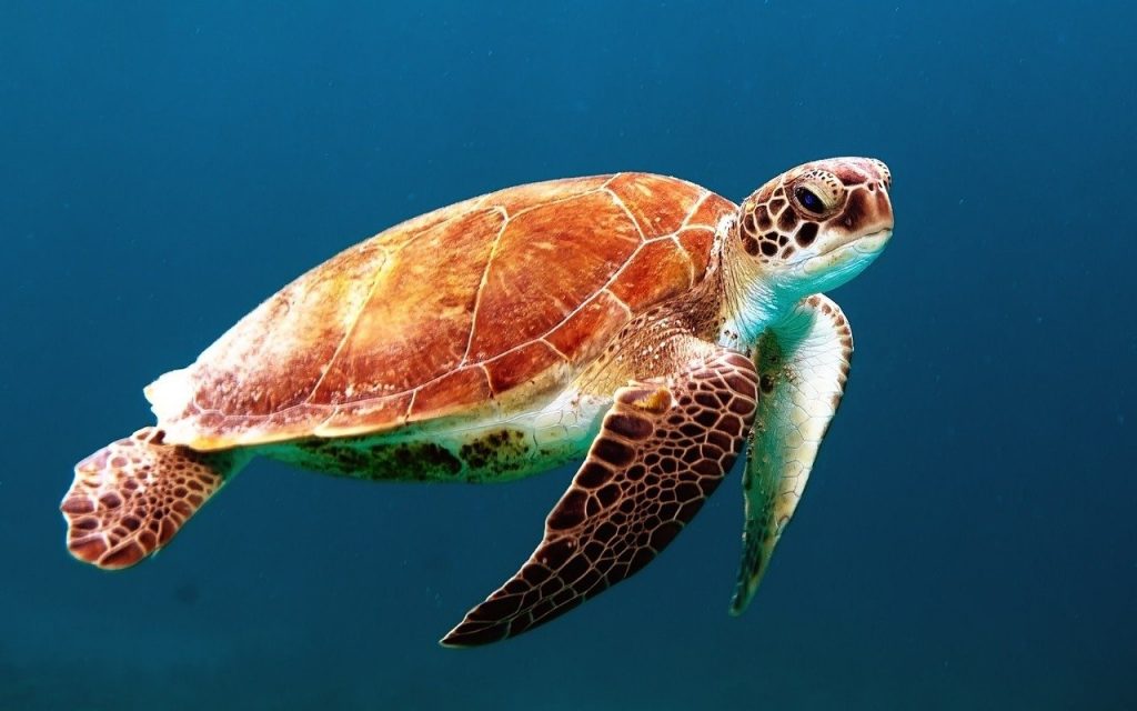 Sea Turtle