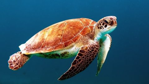 Sea Turtle