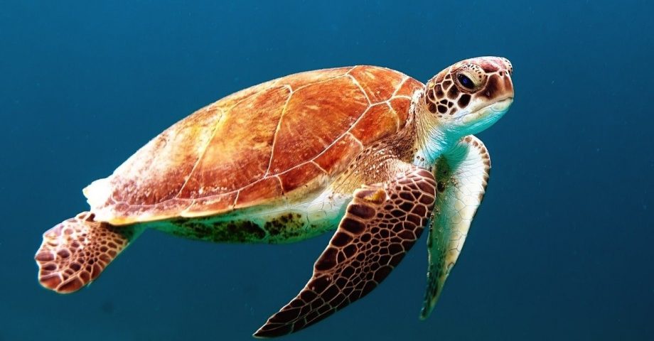 Sea Turtle